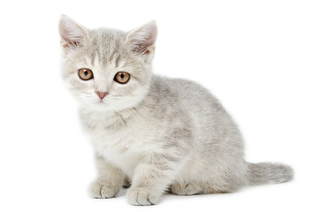 Scottish Straight kitten isolated on white