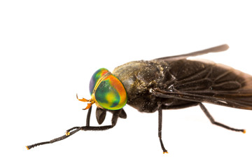 Isolated of Horse Fly