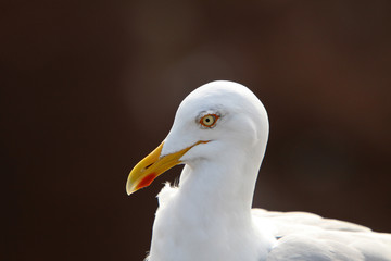 Lachmöwe