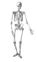 Squelette, planche d'anatomie