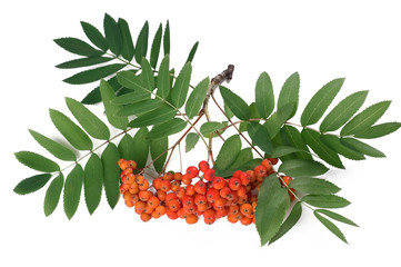 Ashberry - Sorbus aucuparia