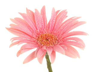 beautiful pink gerbera with drops isolated on white