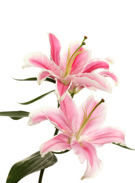 Fototapeta beautiful pink lily, isolated on white