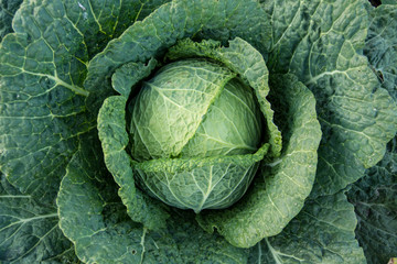 Fototapeta premium cabbage