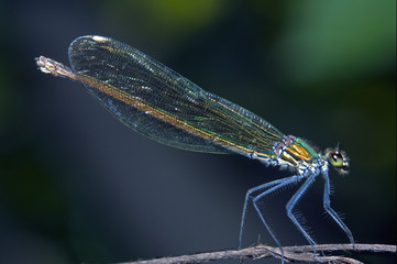 Coenagrionidae