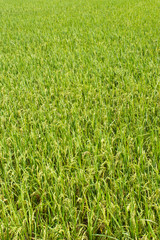 rice plant in rice field ,thailand