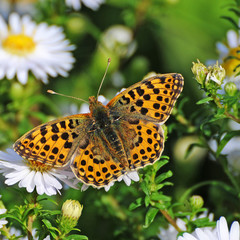 Großer Perlmutterfalter auf Sommerblumen