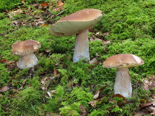 Steinpilze im Buchenwald