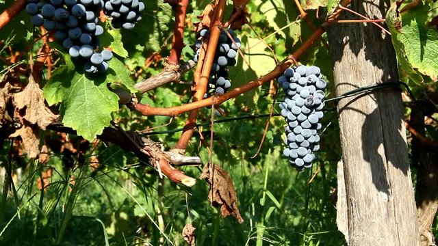 Venddemmia