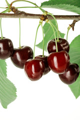 Branch of cherries with leaves.