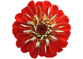 Rote Blüte einer Zinnie