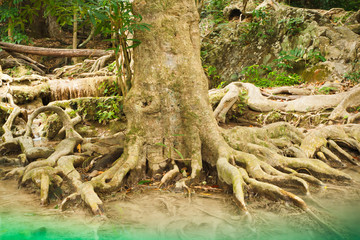 Roots by the river.