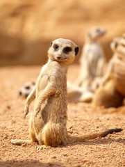 Suricata - Meerkat
