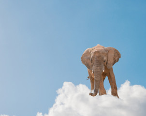 Fototapeta na wymiar Słoń na chmury w niebo