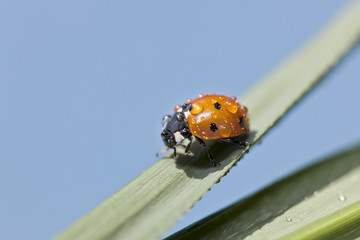 Marienkäfer