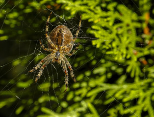 Spinne