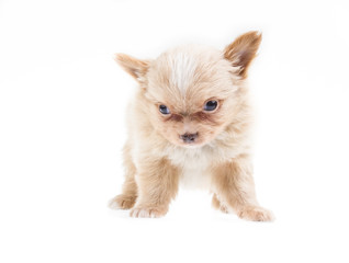 Funny puppy Chihuahua poses on a white background