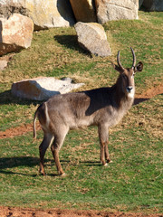 Waterbuck (Kobus Ellipsiprymnus)