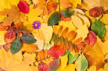 Fototapeta na wymiar Colourful carpet of leafs in autumn