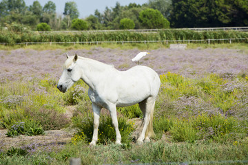 Obraz na płótnie Canvas Camargue horses ((Equus ferus caballus), les Saintes Maries de l