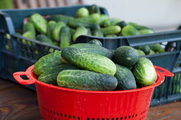 fresh green cucumber