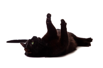 Black cat isolated on white background