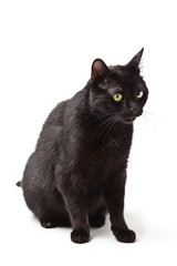 Black cat isolated on white background