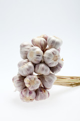fresh garlic  on white background