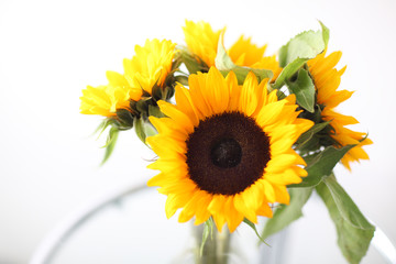 sonnenblumen