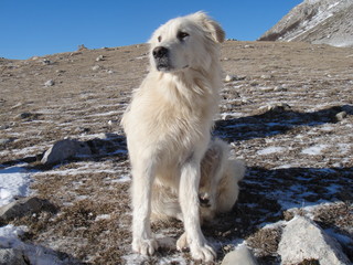 Pastore Maremmano Abruzzese
