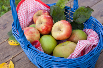 Blue basket with fresh red and green apples