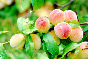 Peaches on a branch