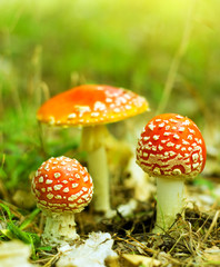 Amanita muscaria