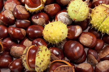 ripe chestnuts