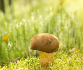 brown mushroom ' Xerocomus badius'  in moss.