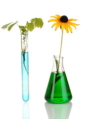 plant in test-tube in colorful solution isolated on white