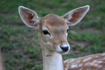Fallow Deer