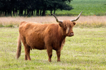 Highland cattle