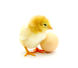 chicken