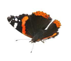 Vanessa atalanta