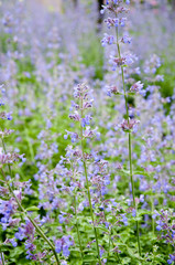 bl&uuml;hende lavendelbl&uuml;ten