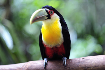 Tucano de Bico verde