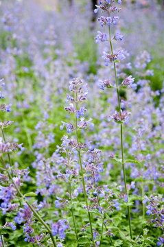 bl&uuml;hende lavendelbl&uuml;ten