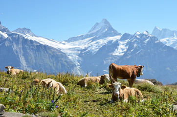 Obraz premium Cows on the Alpine meadow. Jungfrau region, Switzerland