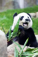 Foto op Plexiglas Panda Reuzenpanda die bamboe eet