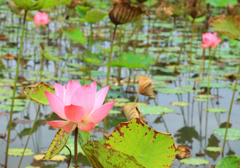 Pink lotus flower blossom