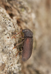 Anobium rufipes on wood, extreme close-up