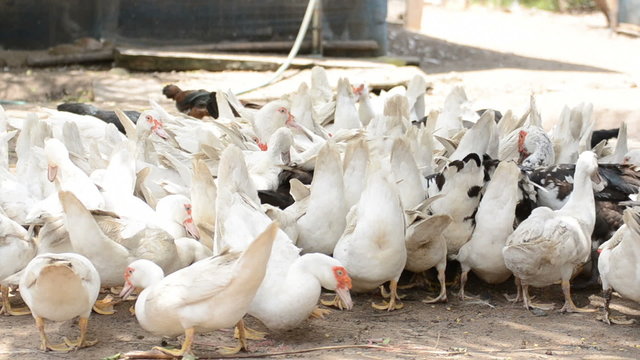 Animal farm in countryside