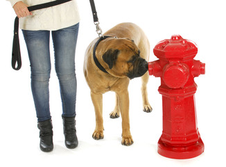 housetraining dog