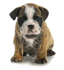 Naklejka premium cute puppy